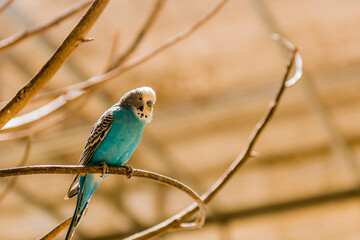 Common parakeet, (Melopsittacus undulatus) perched on tree branch with blurred background.