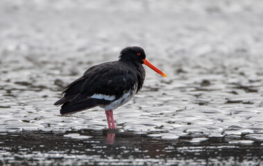 Oyster Catcher