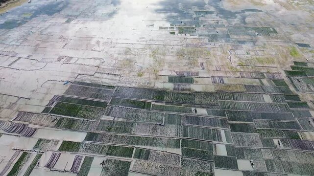 Aerial view of Seaweed Farms in Nusa Lembongan, Bali, Indonesia