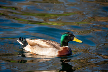 duck on the water