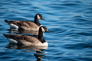 goose swimming in water