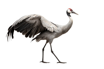 Fototapeta premium Elegant cranes bird isolated on transparent background with graceful long necks and detailed plumage, ideal for wildlife illustrations, educational materials