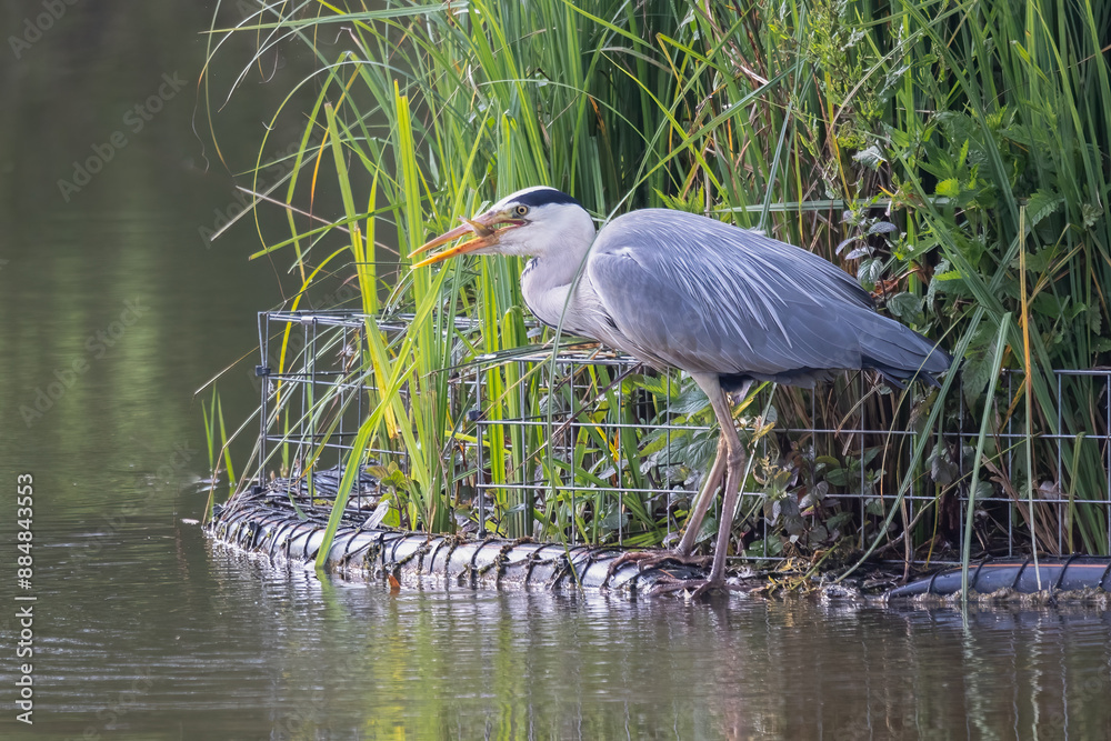 Aufkleber A close up of a grey heron. It is standing at the waters edge of a pool. It has a fish in its beak after a successful dive
