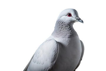 Fototapeta premium white dove isolated on transparent background