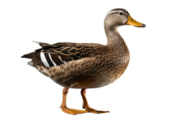 Obraz premium Isolated goose standing on transparent background with detailed feathers and natural colors ideal for wildlife and animal themed designs and creative projects
