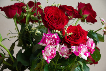 カラフルな薔薇