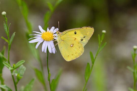 モンキチョウ」の写真素材 | 1,026件の無料イラスト画像 | Adobe Stock