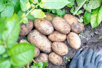 一箇所に集められた収穫されたばかりのジャガイモ
