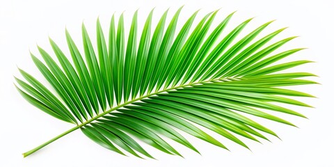 Obraz premium Vibrant green tropical palm leaf isolated on a clean white background, featuring delicate fronds and stems, perfect for summer-themed designs and tropical getaways.