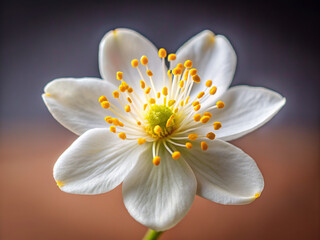 Obraz premium white flower on black background, nature, spring, blossom, plant, flowers, beauty, isolated, flora, petal, bloom, anemone, summer, lily