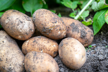 ジャガイモ畑でじゃがいもの葉をバックに集積されたジャガイモ