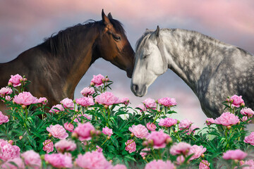 Two horses hugging in pink flowers