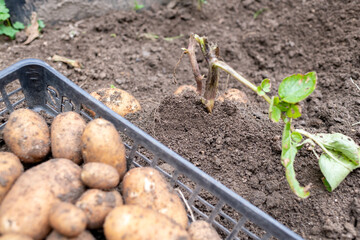 収穫されカゴに集積されたジャガイモたちとこれから収穫されるジャガイモたち