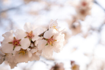 Obraz premium white blossoms almond spring, adorn tree branches under bright sunlight, marking the arrival of spring.
