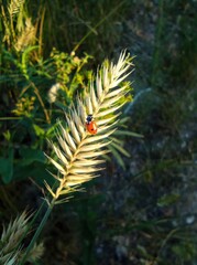Ladybug in the grass. Ladybug close-up. Wildlife, insects. Background, place for text.