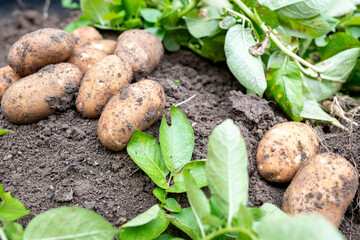 掘り起こされて一箇所に集められた状態のジャガイモ