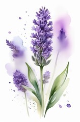 Fototapeta premium Lavender watercolor background. Delicate flower bouquet on a white background. Spring-summer banner template