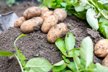 掘り起こされて一箇所に集められたジャガイモと後ろで土に刺さる収穫に使用されたスコップ