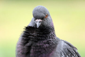 A close-up of an urban common pigeon against a blurred green background. Soft selective focus.