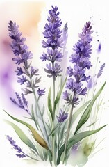 Fototapeta premium Lavender watercolor background. Delicate flower bouquet on a white background. Spring-summer banner template