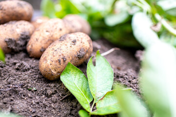 掘り起こされたばかりのジャガイモとジャガイモの葉っぱ