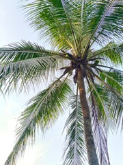 Coconut tree, picture taken from below facing the sky.
