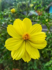 Cosmos sulphureus is a species of flowering plant in the sunflower family Asteraceae, also known as sulfur cosmos and yellow cosmos.  Beautiful Yellow flower. Bokeh Background.