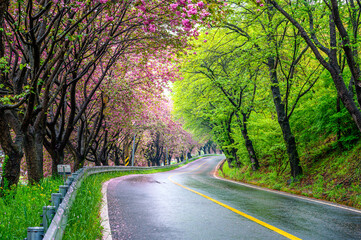 Spring view of fallen pink petals on curved wet asphalt road against trees with double cherry blossoms at Ojeon-ri of Sancheong-gun, South Korea
