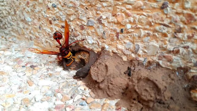 Fantastic view of potter wasp making nests from the ground. Magic wild nature process