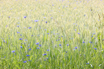 Blooming Cornflowers in a farmland