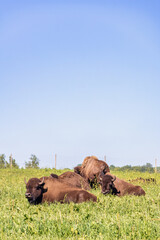 Obraz premium American Bison resting on a grass meadow