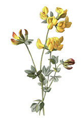 Yellow birdfoot trefoil Flower pattern