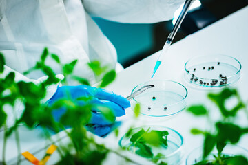 Examining seeds