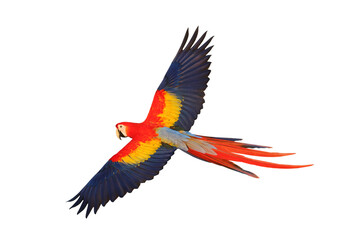 Colorful flying Scarlet Macaw parrot isolated on transparent background png file