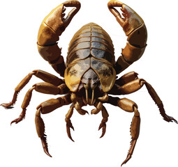 scorpion isolated on white background