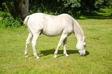 Naklejka premium White horse grazing in a ranch with mountains in the background
