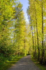 Obraz premium Matsqui Trail along the Fraser River bank near Mission Bridge, Fraser Valley, BC, Canada