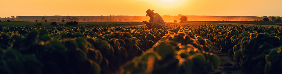 Farm worker using smartphone in cultivated soybean field in summer sunset © Bits and Splits
