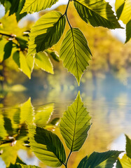 Fototapeta premium green leaves reflecting in the water