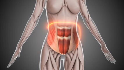 Lower rectus abdominis and oblique muscle anatomy