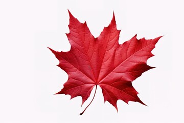 Autumn leaf. Autumn maple leaf isolated