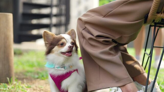4K Asian woman playing with chihuahua dog at pets friendly dog park cafe. Domestic dogs and human moms enjoy outdoor lifestyle travel in the city. Pet humanization and pet ownership community concept.
