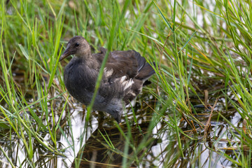 Sub-adult Common moorhen hiding in the pond grass.