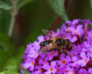 Wald-Mistbiene auf Flieder