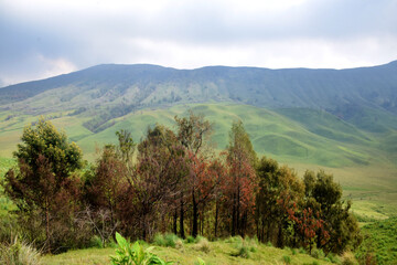 Beautiful natural scenery of the savanna around Mount Bromo Indonesia