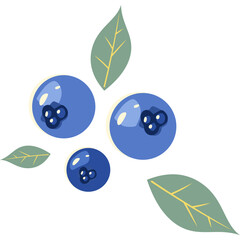 Blueberry Fruit Illustration