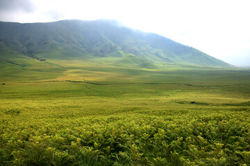 Beautiful natural scenery of the savanna around Mount Bromo Indonesia