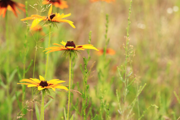 Rudbeckia. Bright flowers on a blurred background. Blooming flowers in a garden or park. Selective soft focus. Floral wallpaper