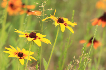 Rudbeckia. Bright flowers on a blurred background. Blooming flowers in a garden or park. Selective soft focus. Floral wallpaper
