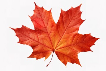 Autumn leaf. Autumn maple leaf isolated 